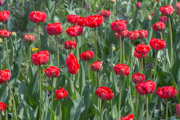 Bright red flowers of the spring decorative plant Tulip in the park. Gardening and landscape design.