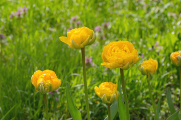 Fototapeta premium Bright yellow flowers of the spring decorative plant Tulip in the park. Gardening and landscape design.