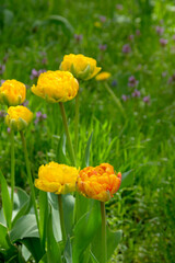 Bright yellow flowers of the spring decorative plant Tulip in the park. Gardening and landscape design.