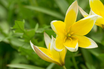 Fototapeta na wymiar Bright yellow flowers of the spring plant Tulipa sylvestris in the park. Spring time.