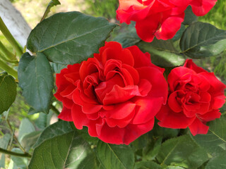 blooming red rose in a garden