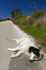 Dog run over at the roadside // Überfahrener Hund am Straßenrand