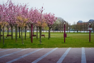 Museumplein park in blossom, located near  major Amsterdam museums, Netherlands
