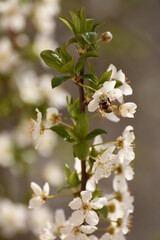 spring: trees blossom ,  magnolia blossoms - magnolia tree in Bistrita Romania, 2016