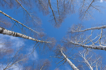 View of the sky through the birch trees