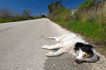 Überfahrener Hund am Straßenrand // Dog run over at the roadside