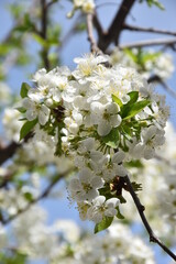 spring: trees blossom ,  magnolia blossoms - magnolia tree in Bistrita Romania, 2016
