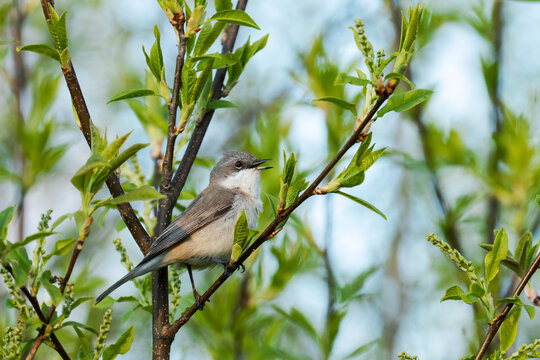 Lesser whitethroat, Sylvia curruca singing on a spring evening in Estonia, Northern Europe.