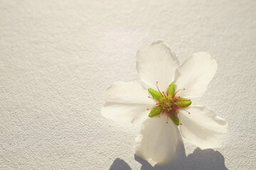 almond tree white flower on white sunny table