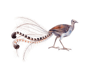 Naklejka premium Australian bird. Isolated on a white background.