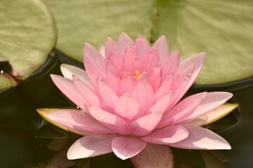 pink flower, lotus water, lily,