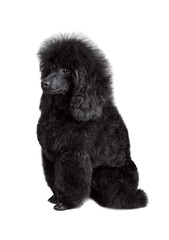 Puppy of toy black poodle