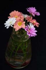  Colored daisy in a vase over a black background