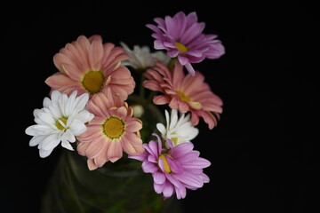  Colored daisy in a vase over a black background