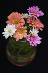  Colored daisy in a vase over a black background