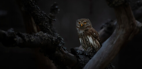 Glaucidium passerinum sits on a branch at night and looks at the prey - Powered by Adobe