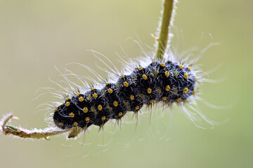 Raupe vom Kleinen Nachtpfauenauge