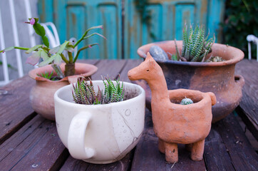 Cactus and succulent plants on cup and  traditional clay pots.