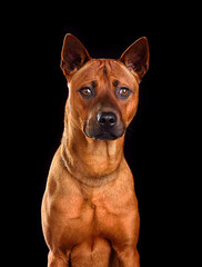 Portrait of  Thai Ridgeback dog