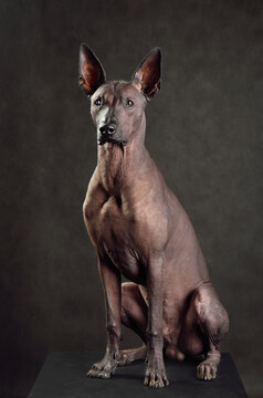 Sitting Mexican Hairless Dog