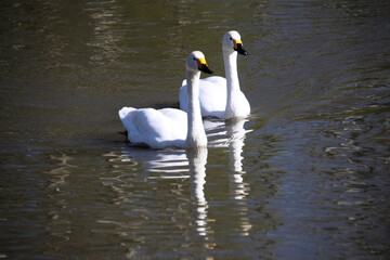 A view of a pair of Bewick Swans