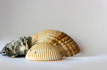 Bunch of conch shell of different shapes with naturally formed pattern isolated on white background.