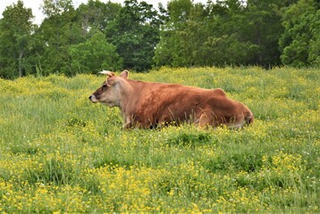 Jersey cow on the meadow