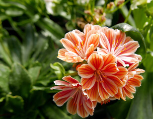 macro di vivide e colorate corolle di bellisismi fiori