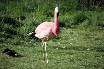 A view of a Flamingo
