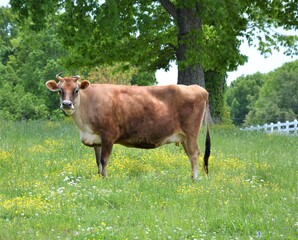 Jersey cow in the meadow