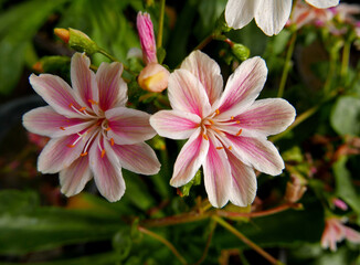 macro di vivide e colorate corolle di bellisismi fiori