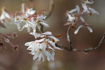 Flowers of a downy serviceberry, Amelanchier arborea