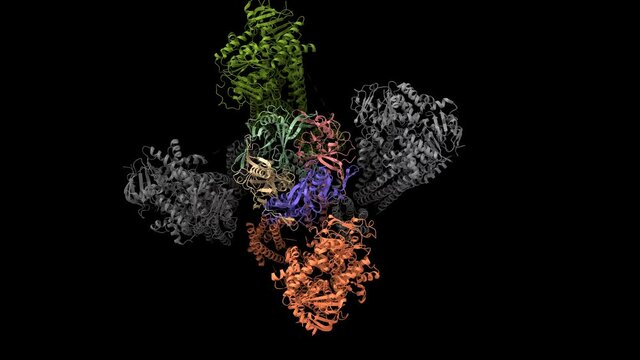 Structure of human KATP bound to ATP and ADP in quatrefoil form, 3D cartoon and Gaussian surface model  with differently colored subunits, rotated in two projections, black background