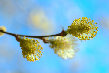 Bazie nad brzegiem jeziora
