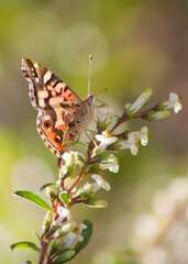 butterfly on flower