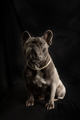 Blue color French Bulldog posing with a black background and  pearl necklace