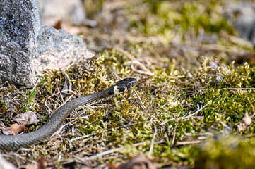 small grass snake a sunny warm day in may