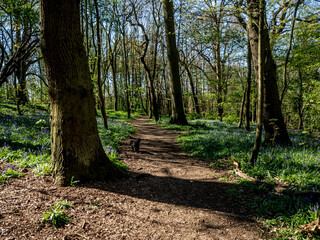 dog walking in the park
