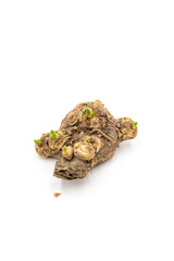 Isolated photos of calla plant tubers