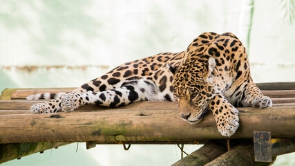 Jaguar