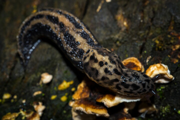 Tiger snail on a tree trunk.
