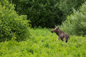 A large European mammal Elk, Alces alces in the middle of lush flooded meadow bushes during summertime in Estonia.	
