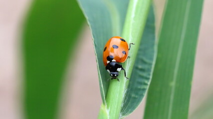 A ladybird on a green leaf