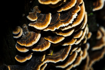 Inedible leaf brown mushrooms with a white border on a tree trunk.