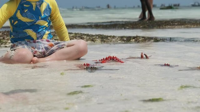 Lot of colorful starfish lies on a sandy beach near the little boy in shallow water at low tide. Many red, yellow and blue starfish collected in clear water in natural environment. Zanzibar, Africa