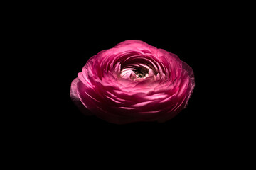 Ranunculus on a black background