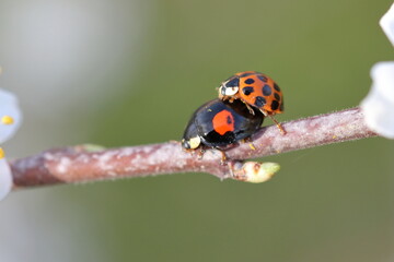 Two ladybirds on a twig