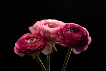 Fototapeta premium Ranunculus on a black background