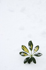 Fototapeta na wymiar Tropical leaf in winter. Green leaf on snow background.