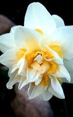 white and yellow daffodil flower 
